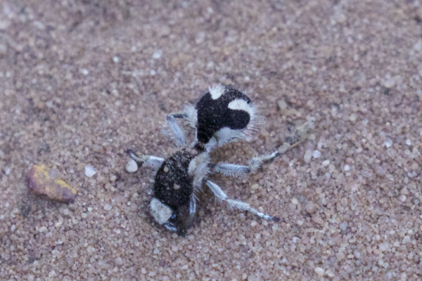 宇轩配资 科学家正在研究一种“超黑”昆虫，为太空材料研制提供灵感！