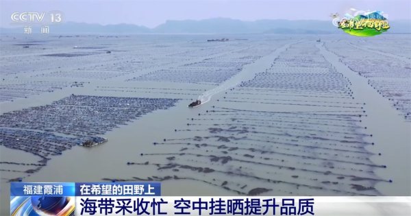 易富配资 “海上田园”一派好“丰”光 特色产业“带”领群众走上增收路