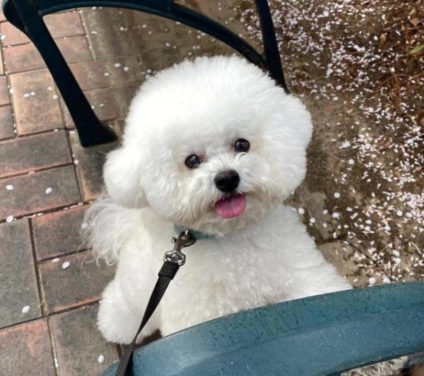 博宝配资 比熊犬有多香？养了不掉毛没体味，邻居金毛哭了！